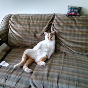 Meet your Posher, Rose